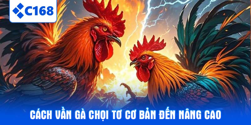 Cách vần gà chọi tơ cơ bản đến nâng cao