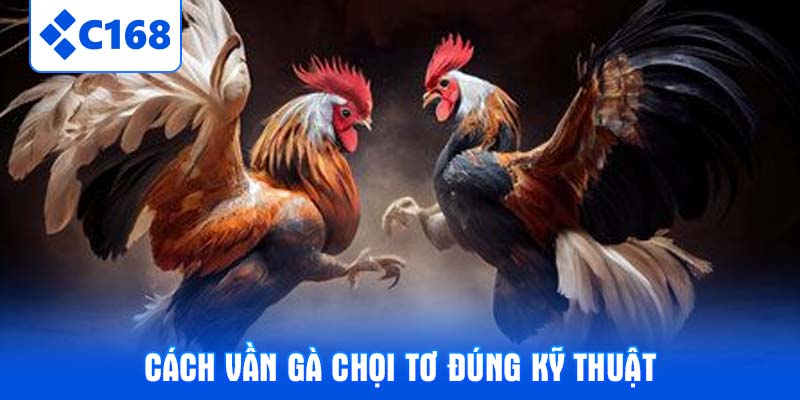 Cách vần gà chọi tơ đúng kỹ thuật