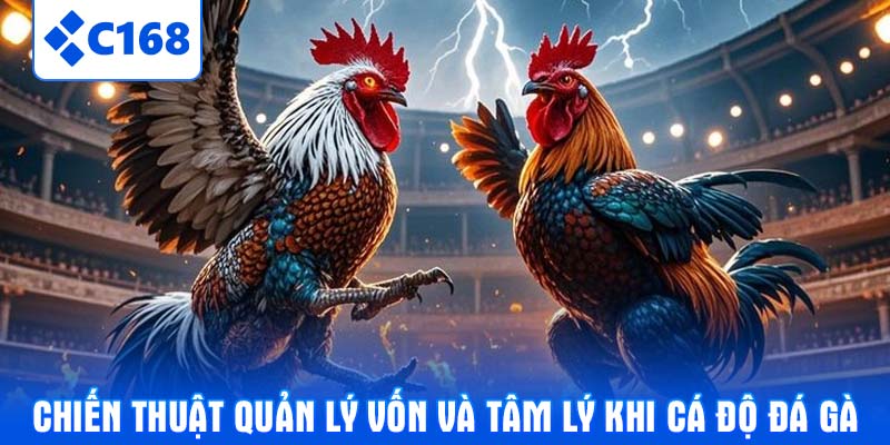 Chiến thuật quản lý vốn và tâm lý khi cá độ đá gà