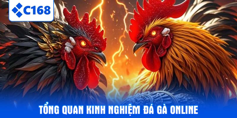 Tổng quan kinh nghiệm đá gà online