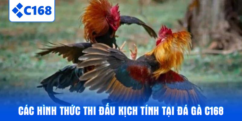 Các hình thức thi đấu kịch tính tại Đá gà C168