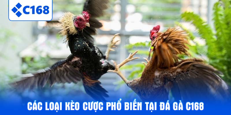Các loại kèo cược phổ biến tại Đá gà C168