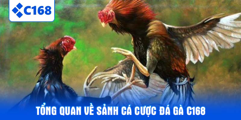Tổng quan về sảnh cá cược Đá gà C168